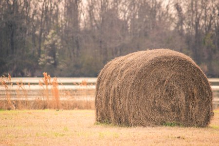 Sepia Tone Photography Of Hay On Field photo