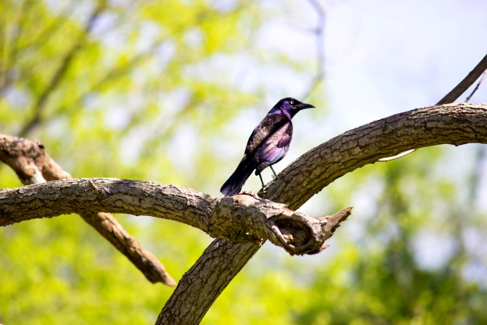 Purple And Black Feathered Bird Resting On Beige Wood Branches