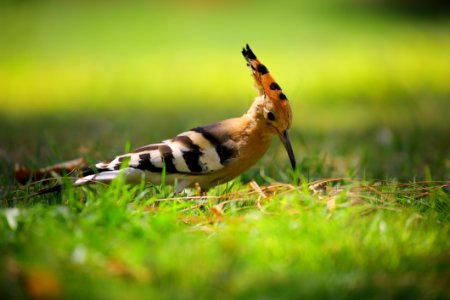 Selective Focus Photography Of Brown Black And White Long Beak Bird On Green Grass photo