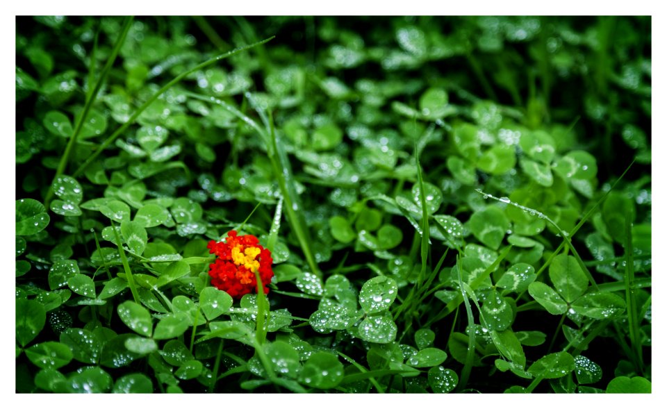Orange And Green Lantana Surrounded By Green Leaves
