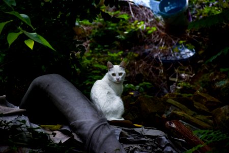 White Short Fur Cat