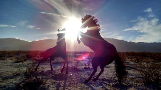 Silhouettes Of 2 Horse Near Mountain During Daytime photo