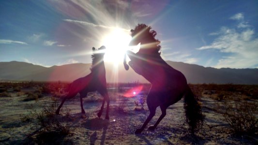Silhouettes Of 2 Horse Near Mountain During Daytime