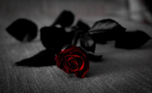 Red Rose With Black Leaves On Grey Textile