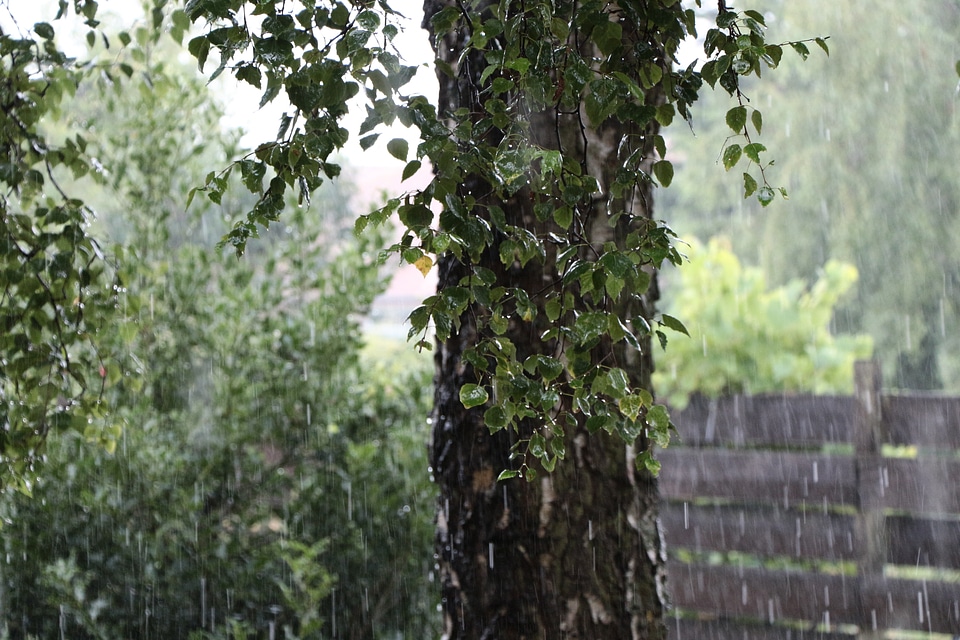 Nature raindrop drip