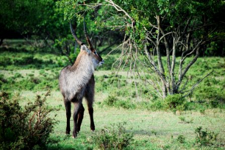 Gray And Black Long Coat Antelope On Green Grass Behind Green Tree