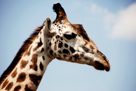 White And Brown Giraffe photo