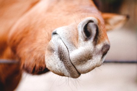 Close Up Of Horse Nose photo