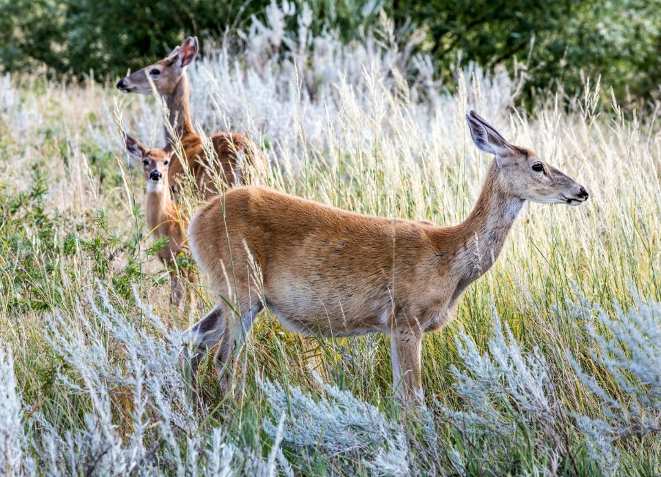 Deer in the tall grass below Devil's Tower National Monument in Crook County, Wyoming. Original image from Carol M. Highsmith’s America, Library of Congress collection.