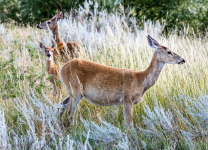 Deer in the tall grass below Devil's Tower National Monument in Crook County, Wyoming. Original image from Carol M. Highsmith’s America, Library of Congress collection.
