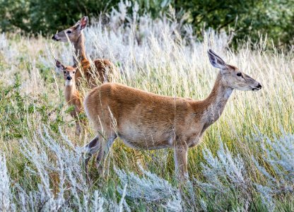 Deer in the tall grass below Devil's Tower National Monument in Crook County, Wyoming. Original image from Carol M. Highsmith’s America, Library of Congress collection. photo