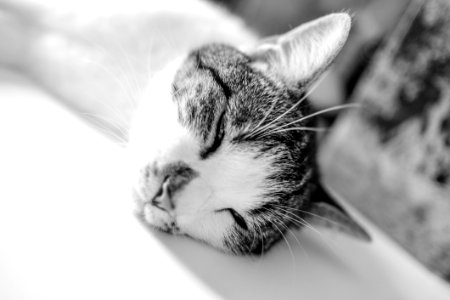 Brown White Short Fur Cat Lying On White Textile photo
