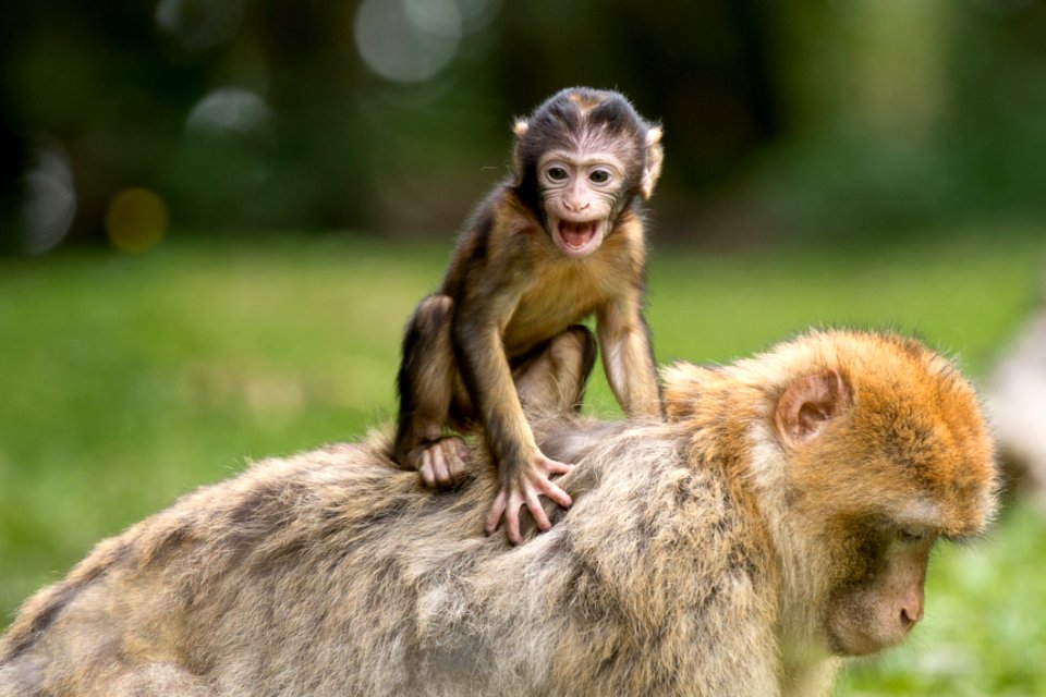 Berber Monkey Adult And Baby