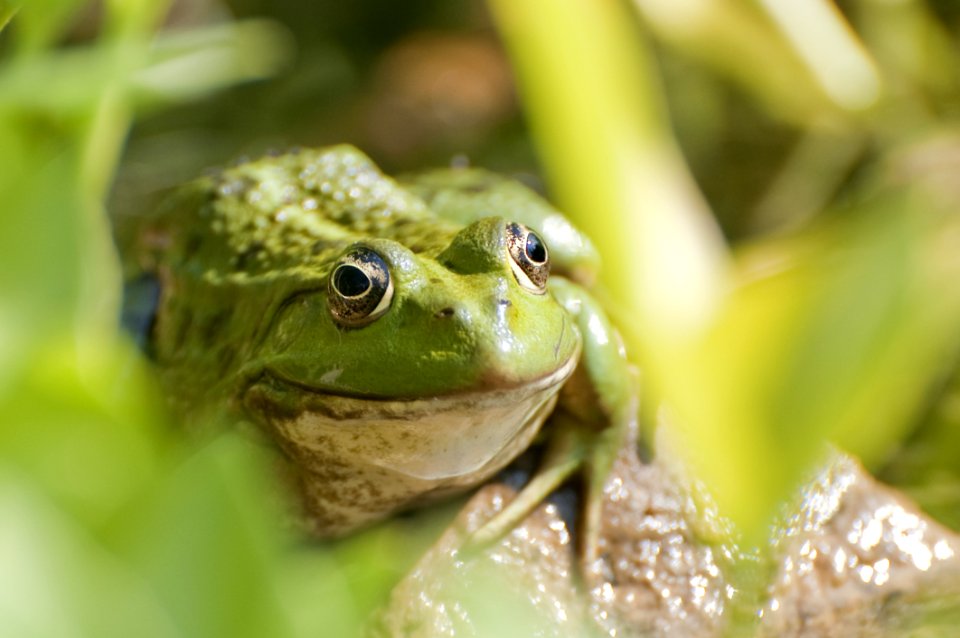 Frog Portrait photo