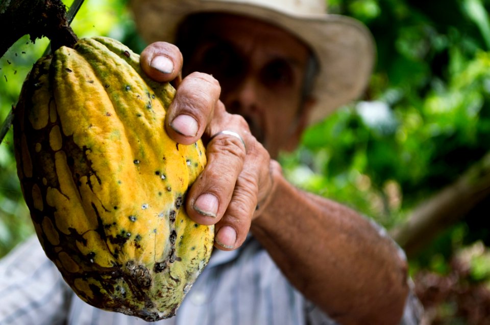 Man Picking Yellow Cocoa Fruit