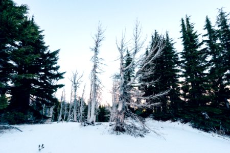 Forest In Winter