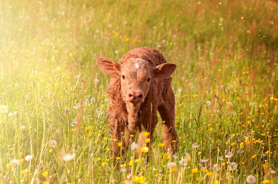 Brown Cub On Green Grass Field