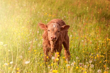 Brown Cub On Green Grass Field photo