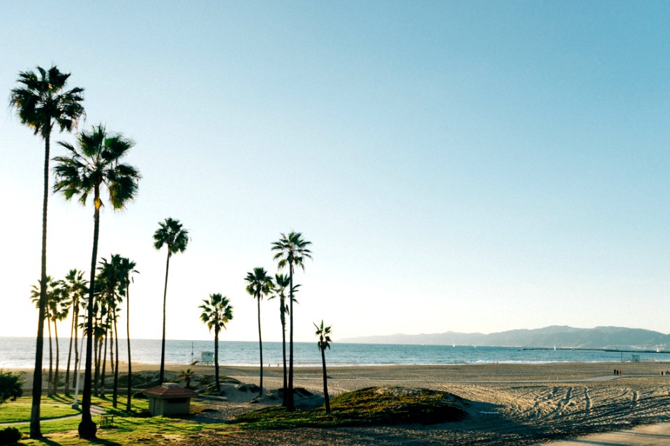 Palm Trees On Beach