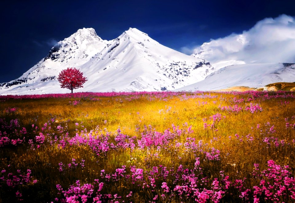 Wildflowers In Meadow