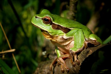 Green Frog In Brown Wood photo