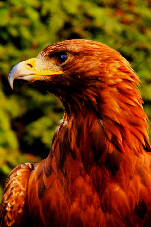 Brown White And Yellow Bird