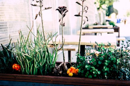 Flower Box Outdoors
