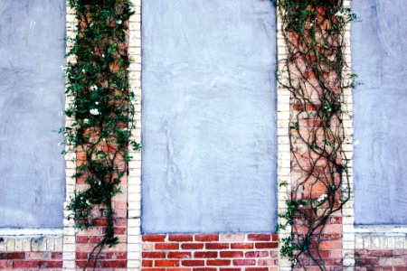 Ivy On Brick Wall photo