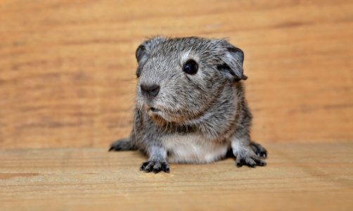 Guinea Pig Portrait