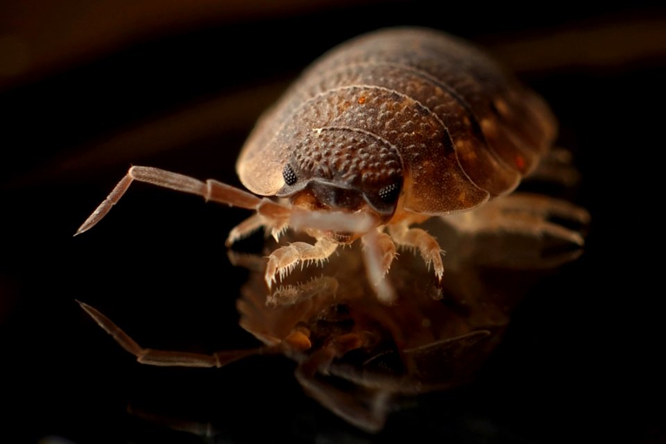 Brown 8 Legged Insect On Black Surface
