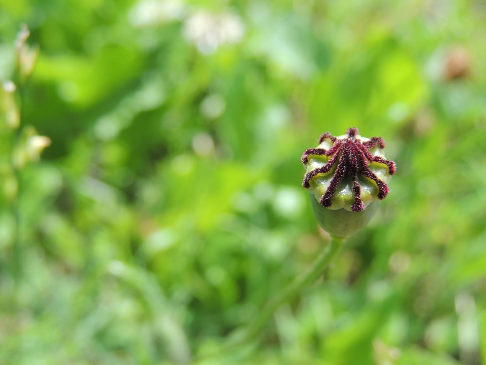 Klatschmohn green plant