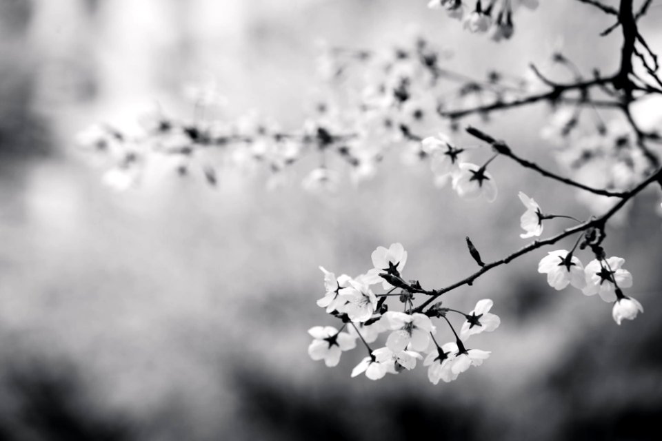 Spring Blooms On Tree