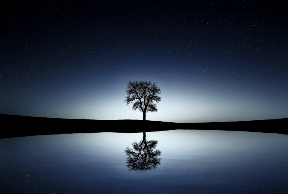 Reflection Of Tree On Landscape