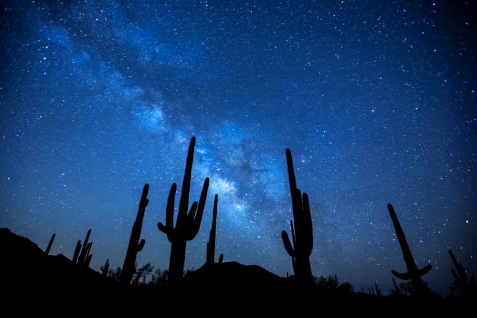 Cactus Plants Under The Starry Sky