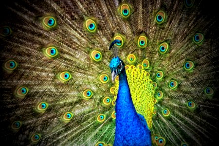 Blue And Green Peacock photo