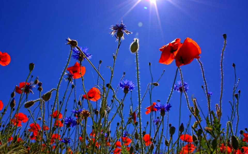Orange Multi Petaled Flower Under Blue Sky During Daytime