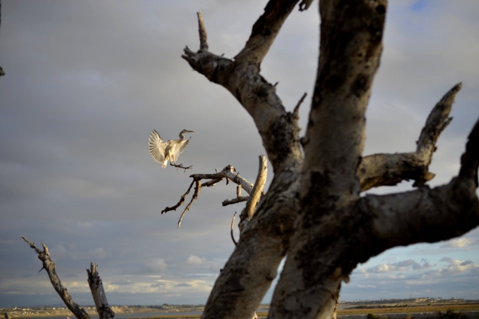 Bird Landing In Tree