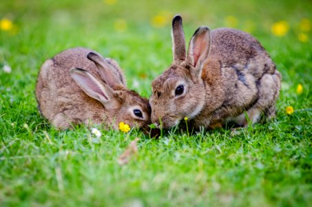 2 Rabbits Eating Grass At Daytime
