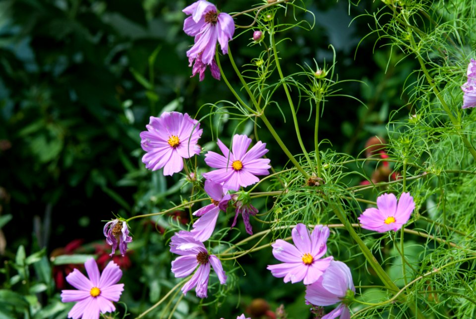 Close Up Photo Of Purple Petaled Flower photo