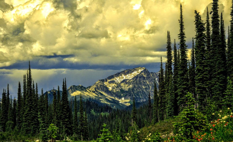 Green Leaved Trees And Snowy Mountain During Day
