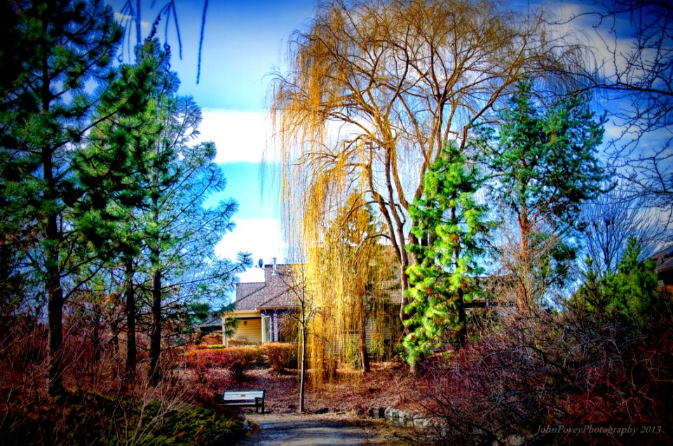 Green Tree Under Blue And Cloudy Sky During Day Time photo