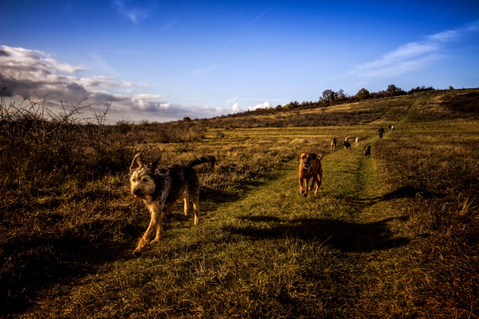 Dogs Running On The Field Under Blue Sky