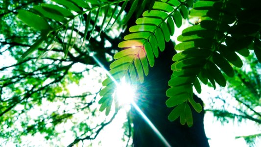 Low Angle Photography Of Green Leaves Plant With Tall Forest Tree