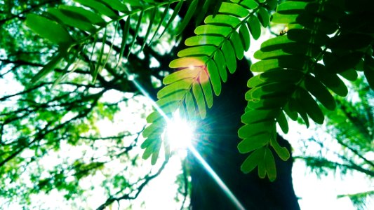 Low Angle Photography Of Green Leaves Plant With Tall Forest Tree photo