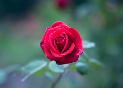 Red Rose