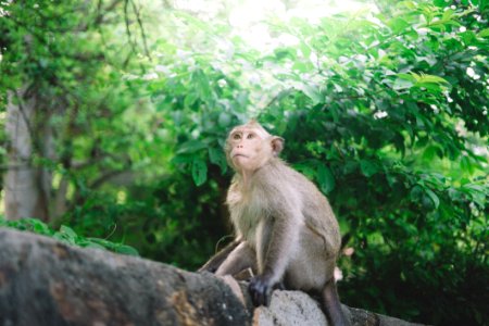 Brown Monkey On Log