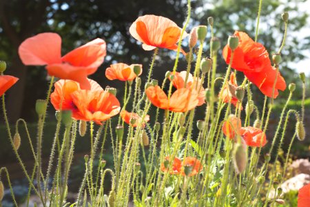 Poppy Flowers In Field