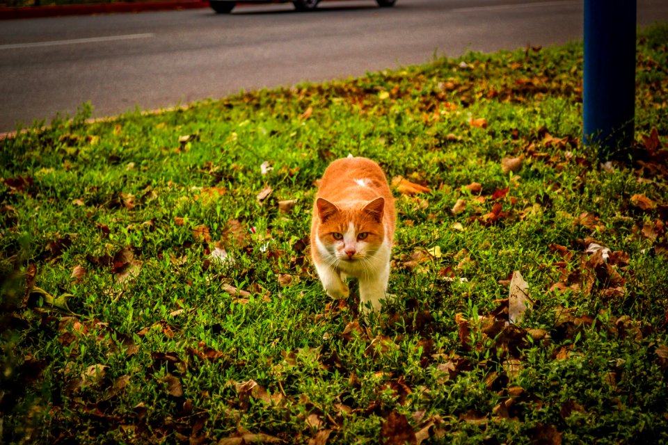 White And Orange Cat Walking On Green Grass During Dayime