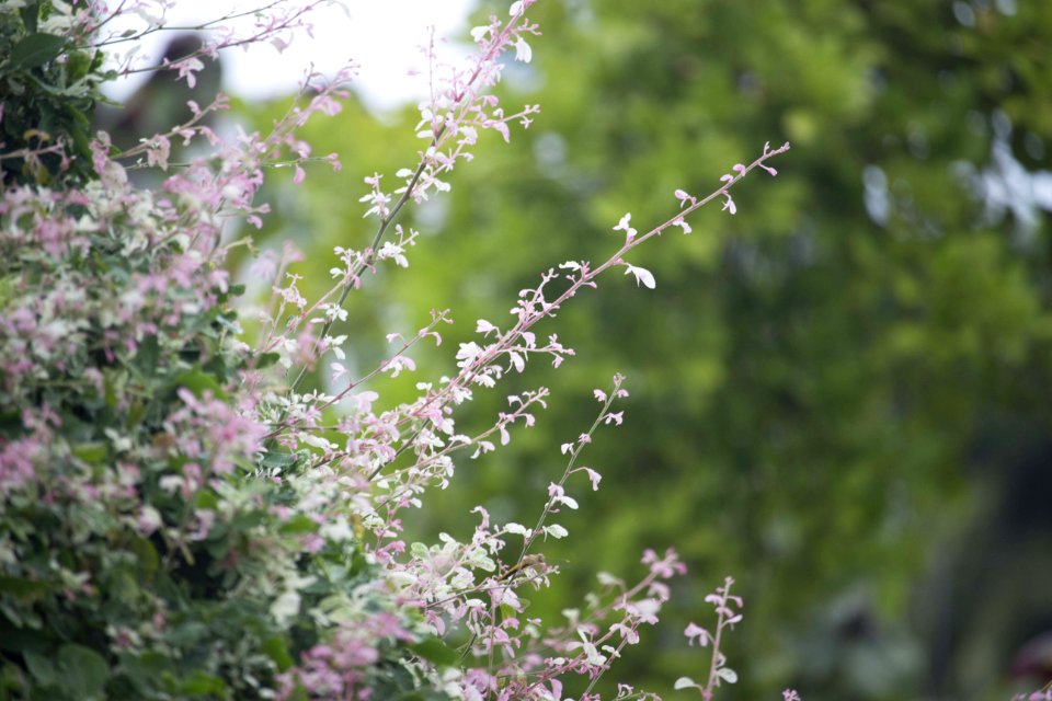 Pink Petaled Flower During Daytime