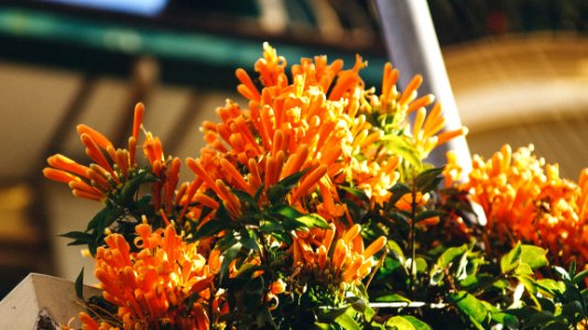 Close Up Photo Of Orange Petaled Flower photo